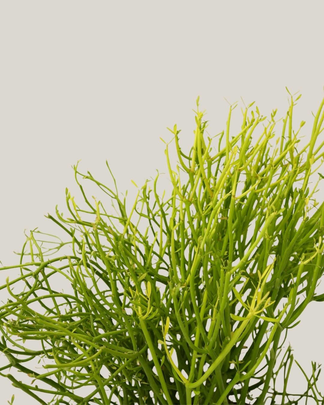 Euphorbia Alluaudii
