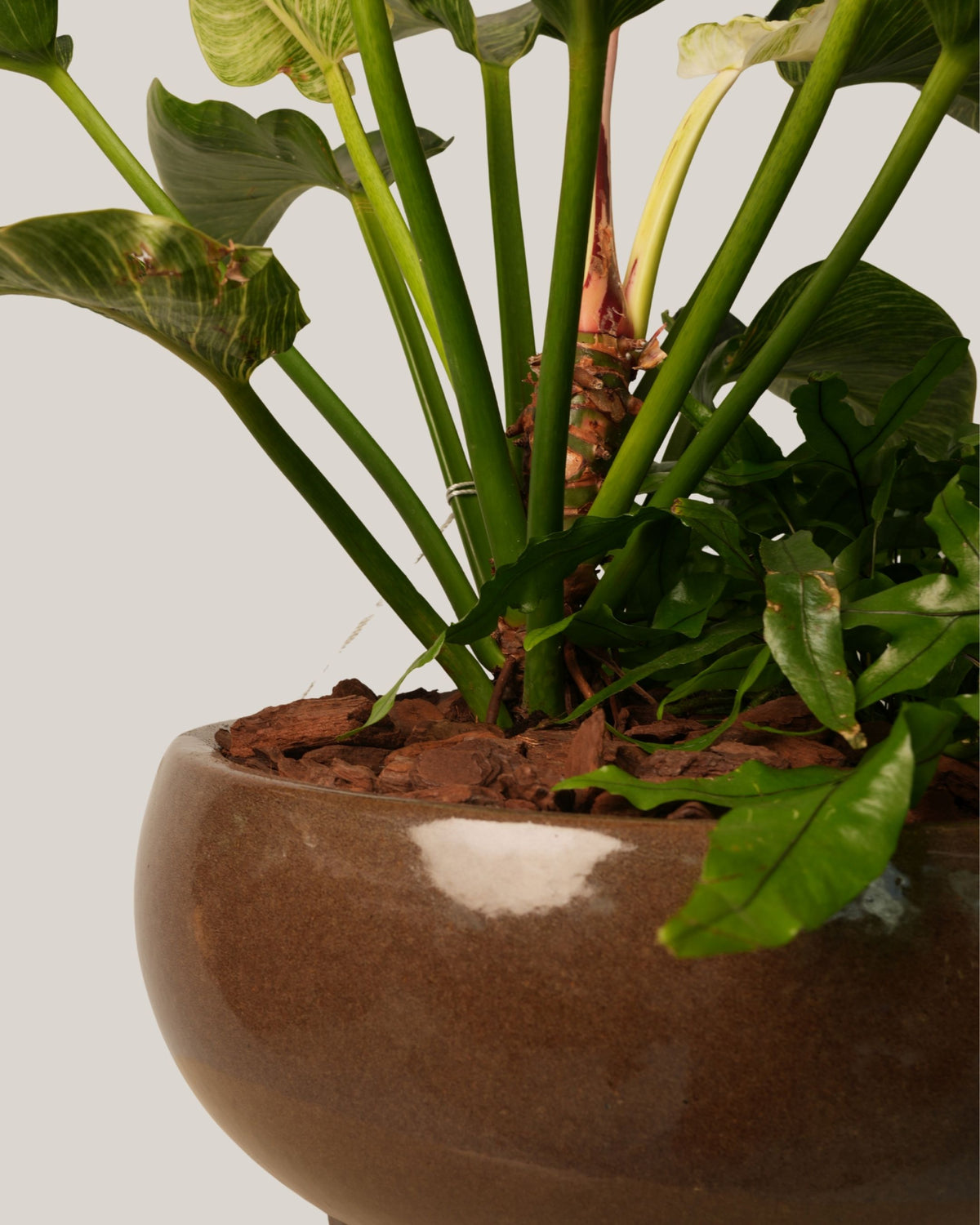 Mixed Plants Arrangement with Bowl Low Macchiato