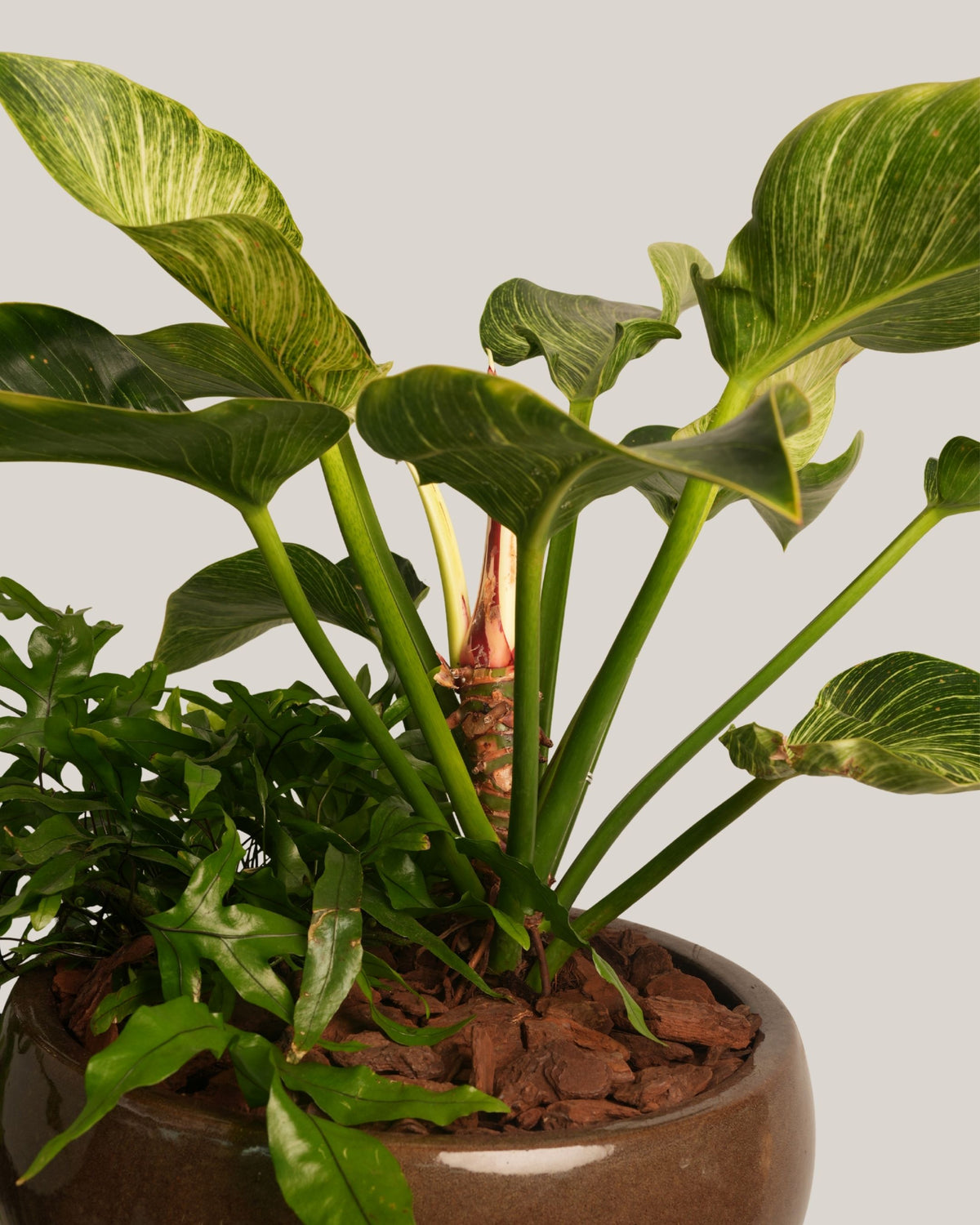 Mixed Plants Arrangement with Bowl Low Macchiato