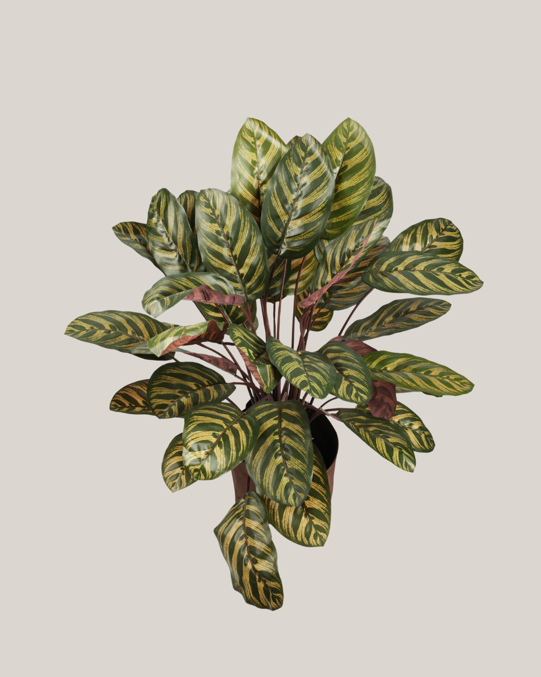 Plants Calathea BA