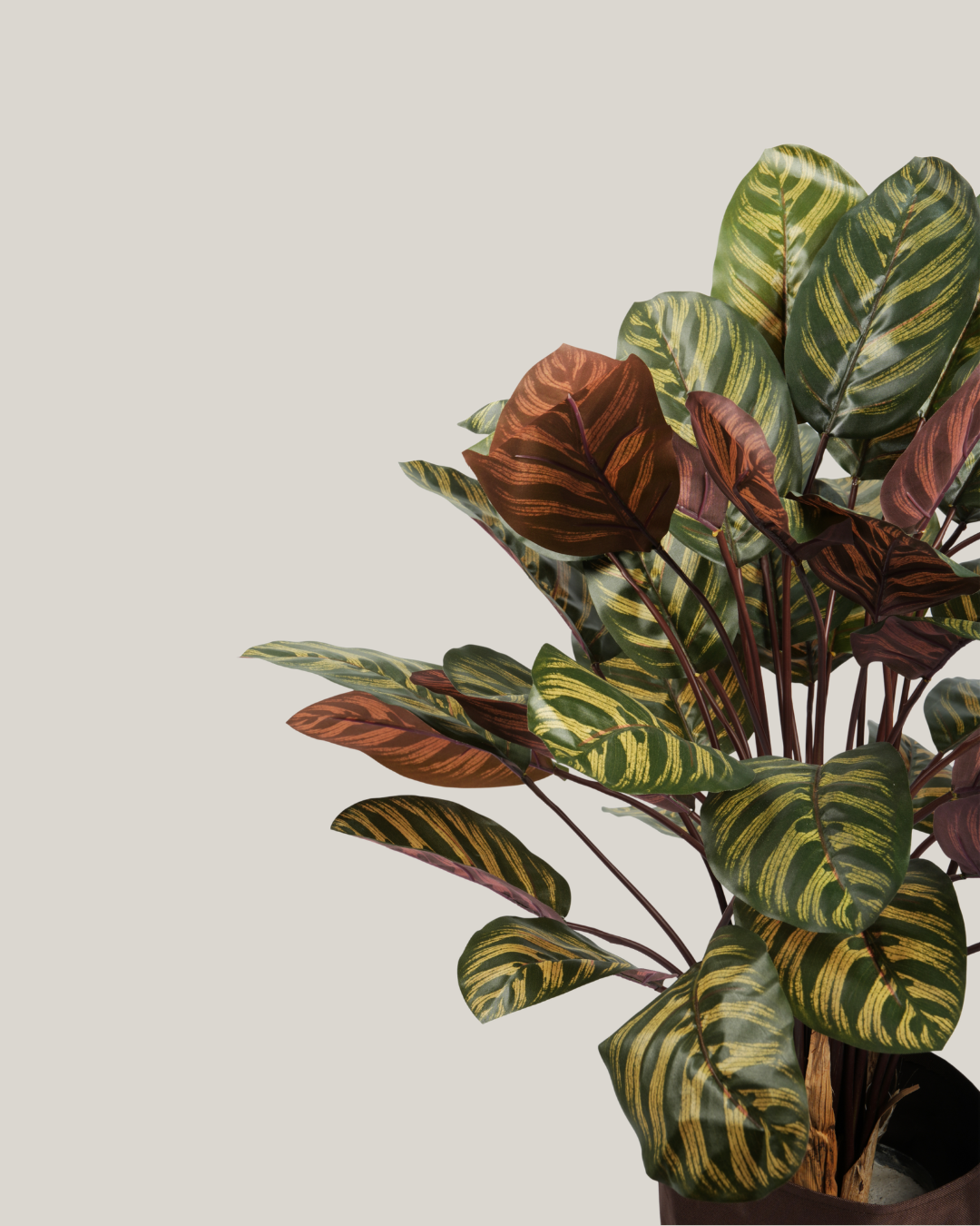 Plants Calathea BA