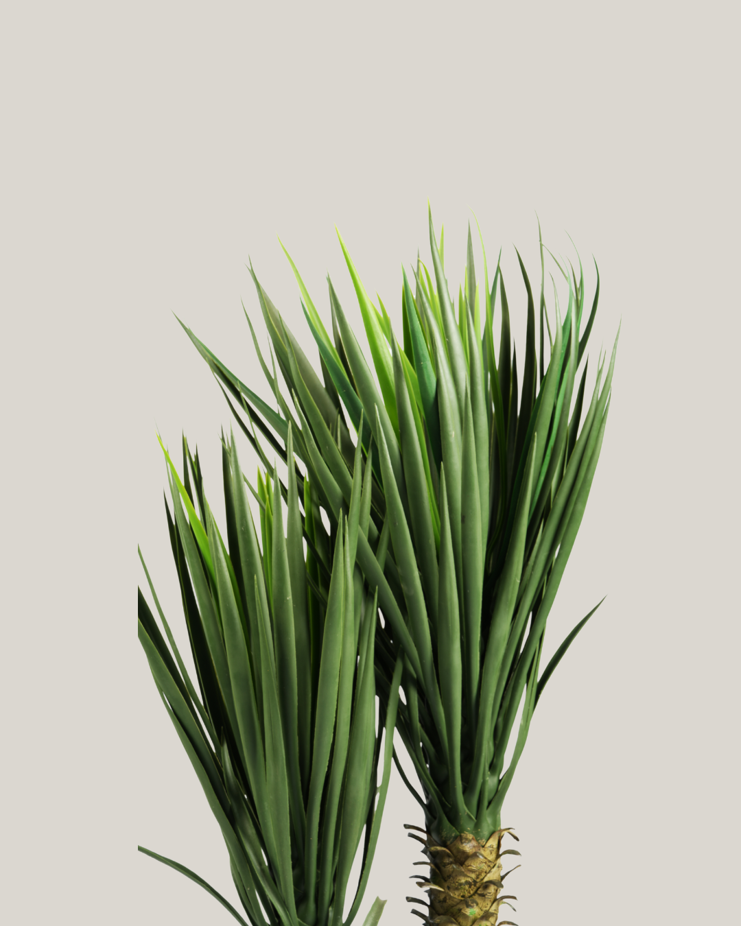 Plants Yucca BA