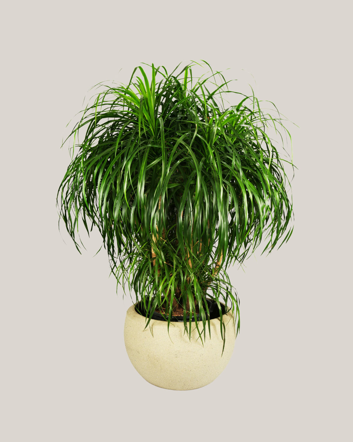 Dracaena Draco Multihead