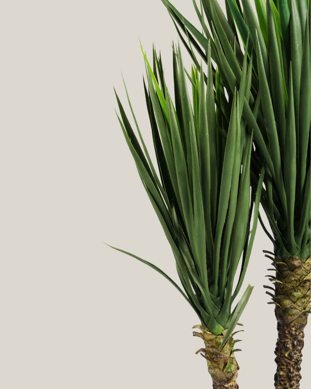 Plants Yucca BA