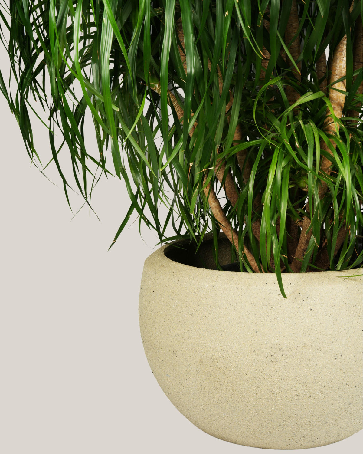 Dracaena Draco Multihead