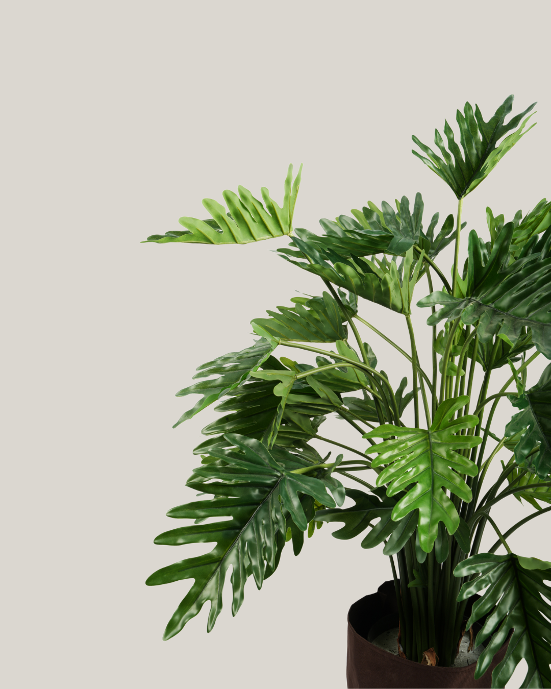Plants Philodendron BA