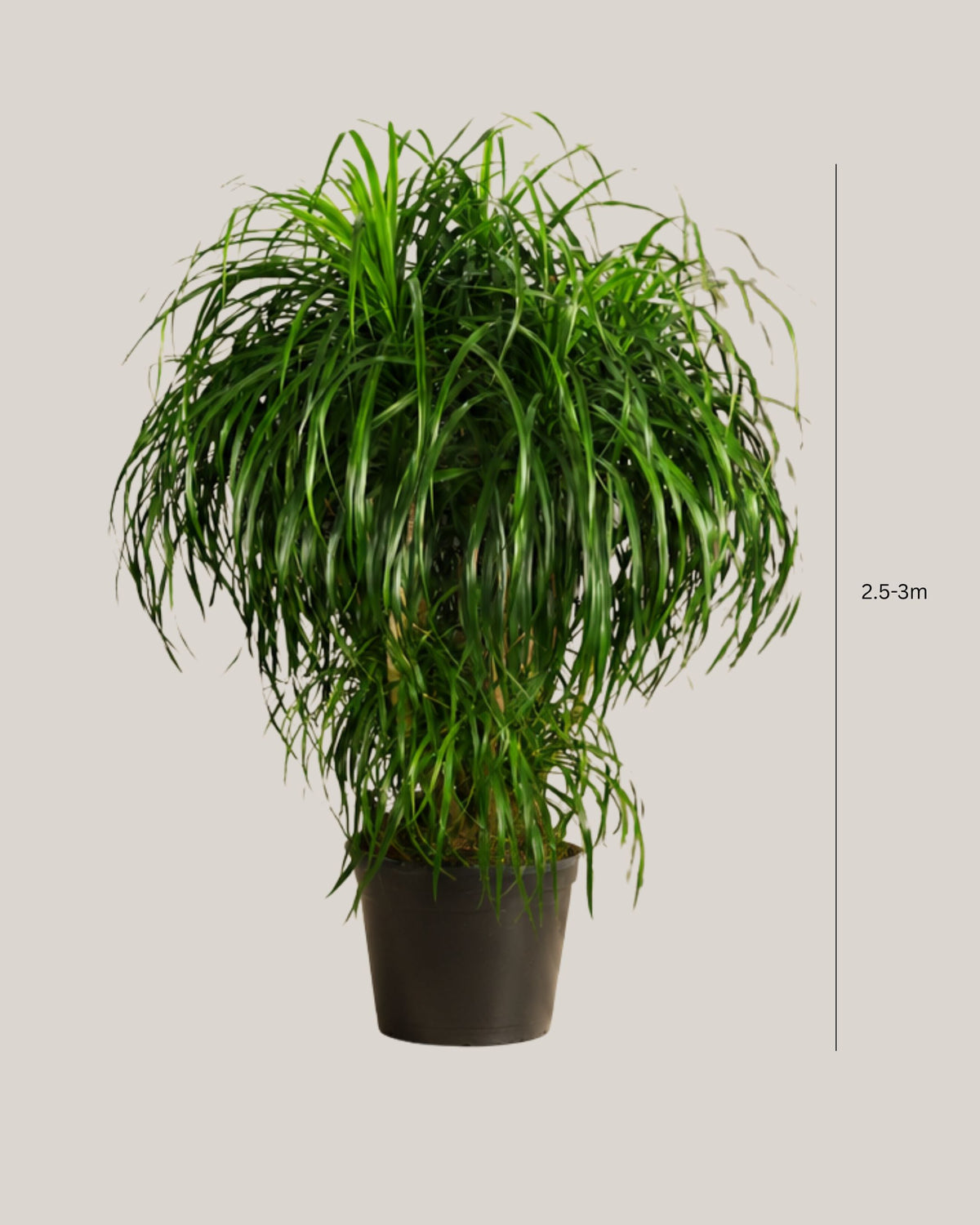 Dracaena Draco Multihead