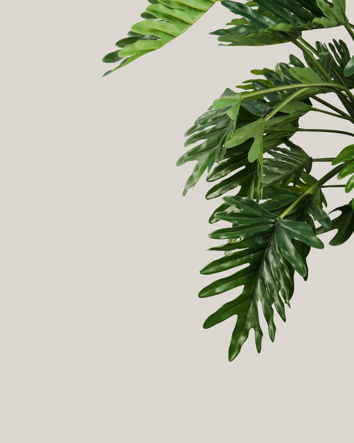 Plants Philodendron BA