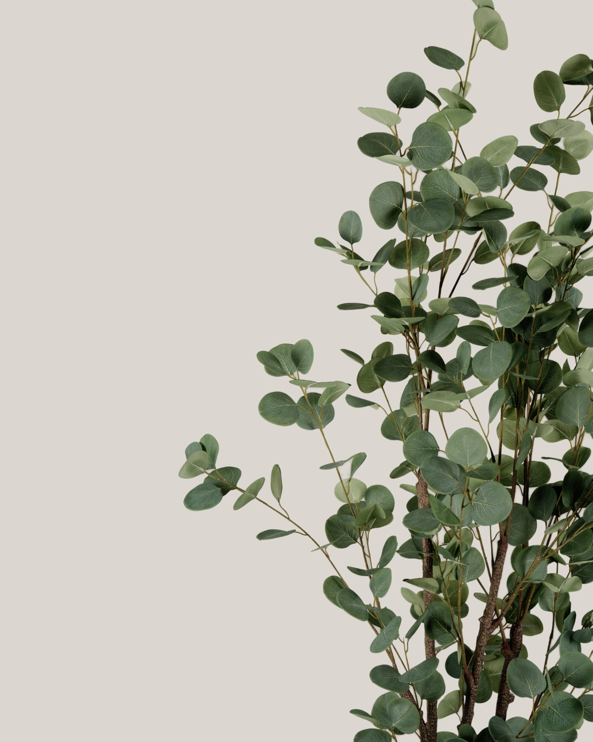 NTT Eucalyptus Tree YF