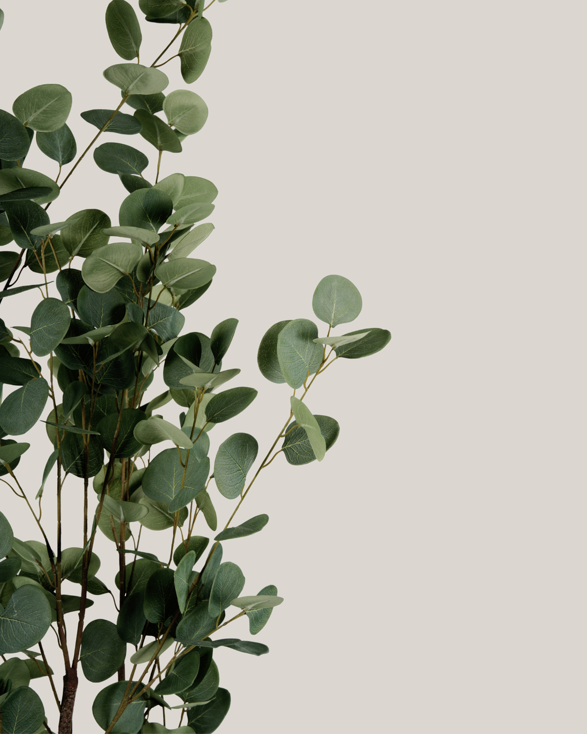 NTT Eucalyptus Tree YF