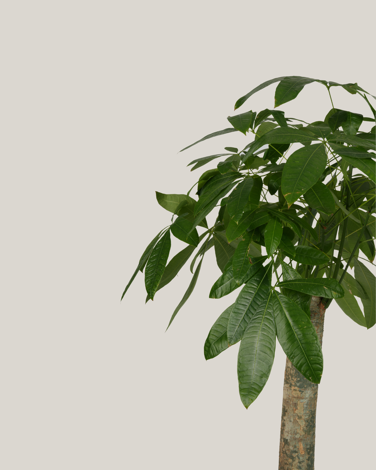 Pachira Aquatica