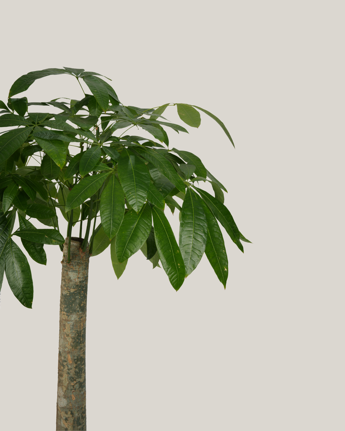 Pachira Aquatica