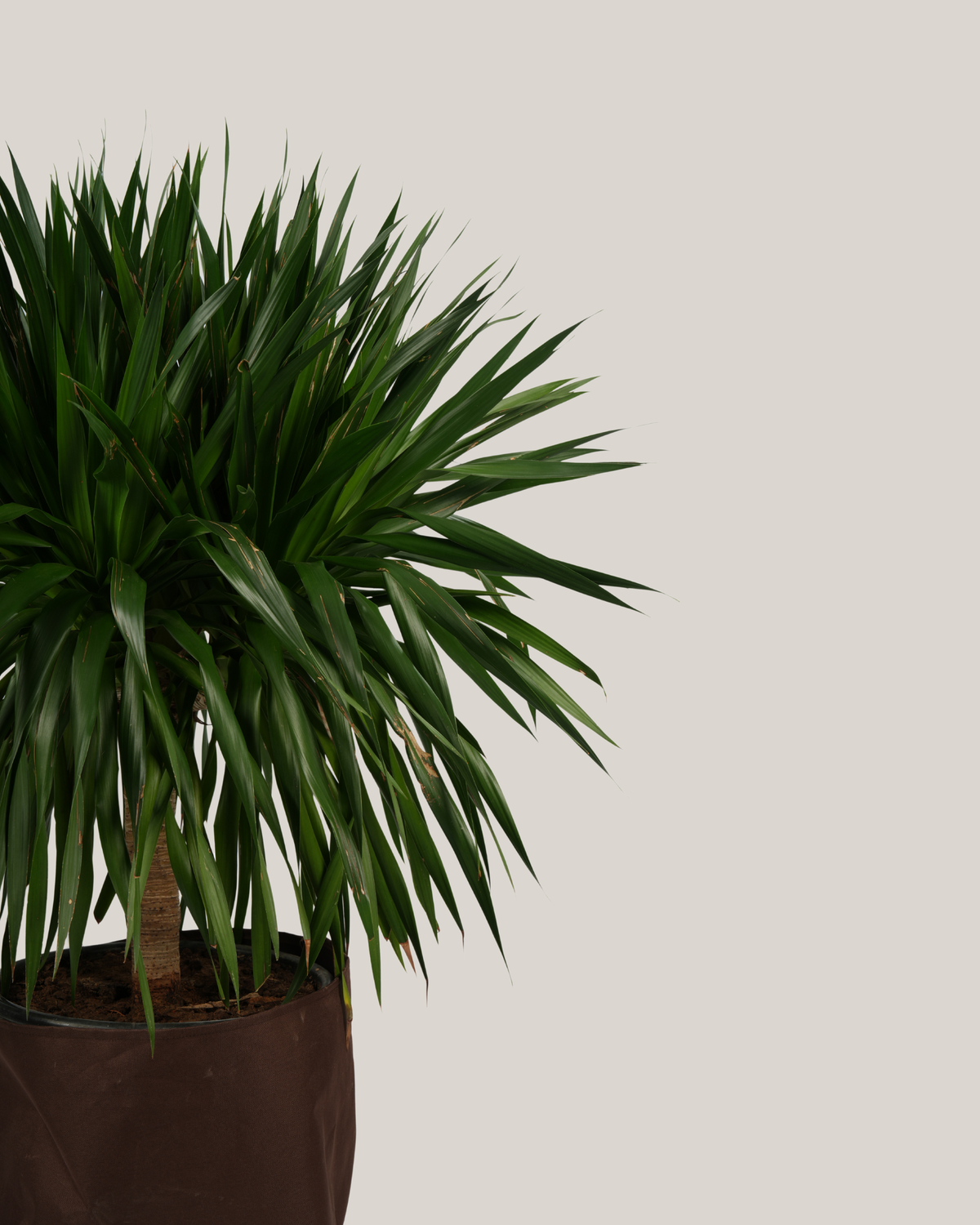 Dracaena Draco