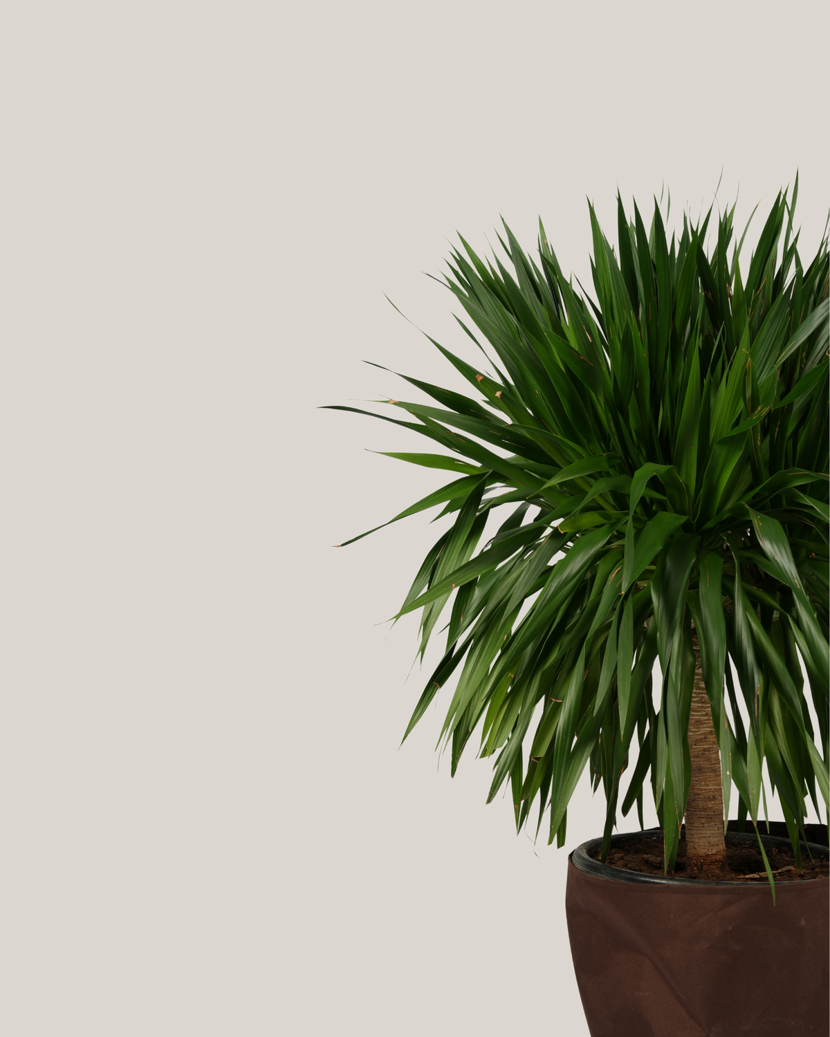 Dracaena Draco
