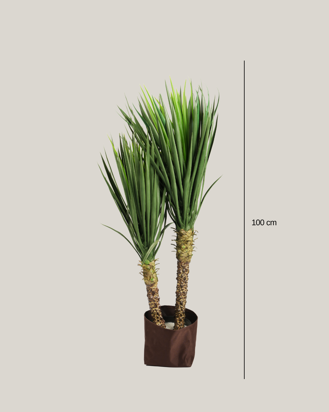 Plants Yucca BA