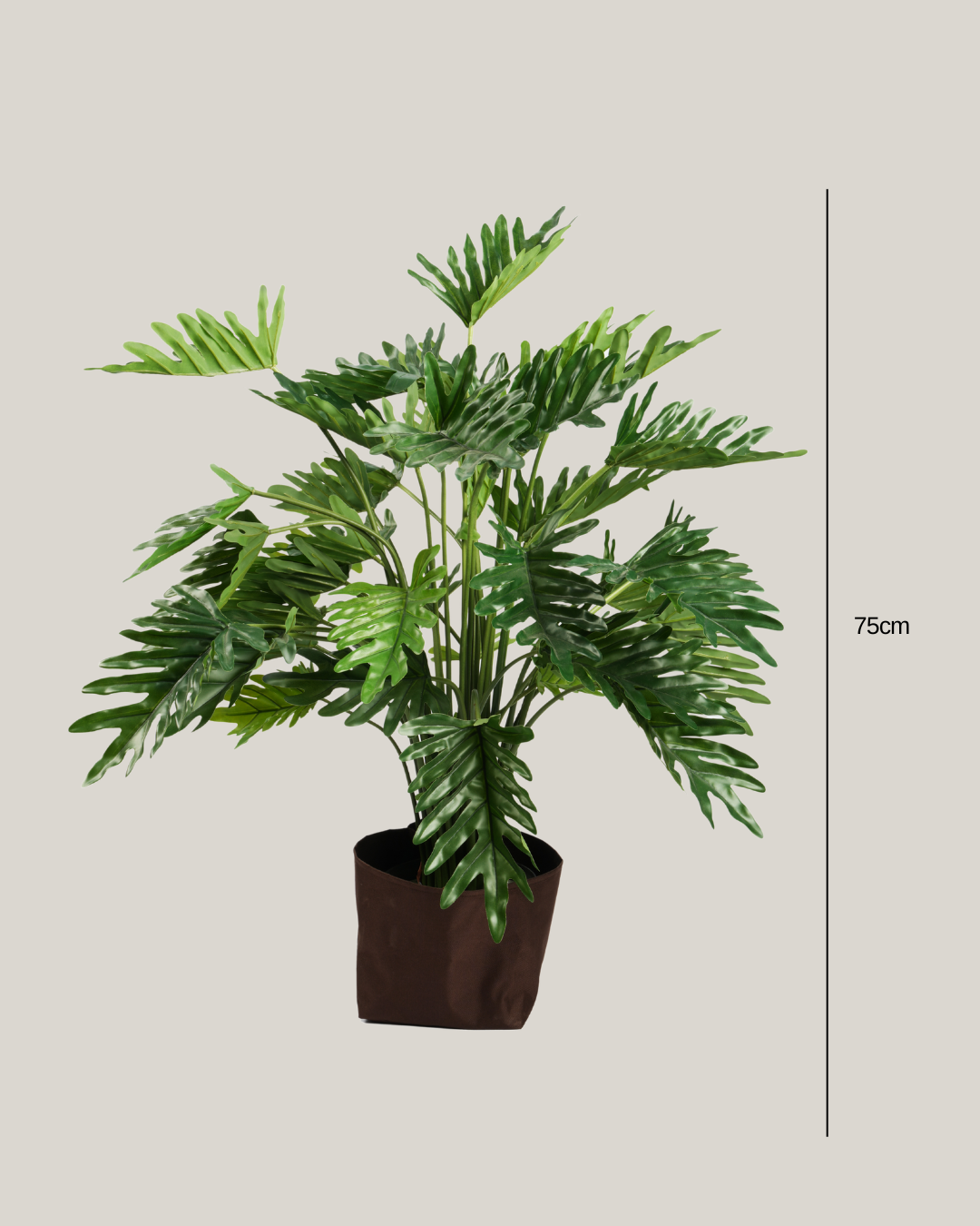 Plants Philodendron BA