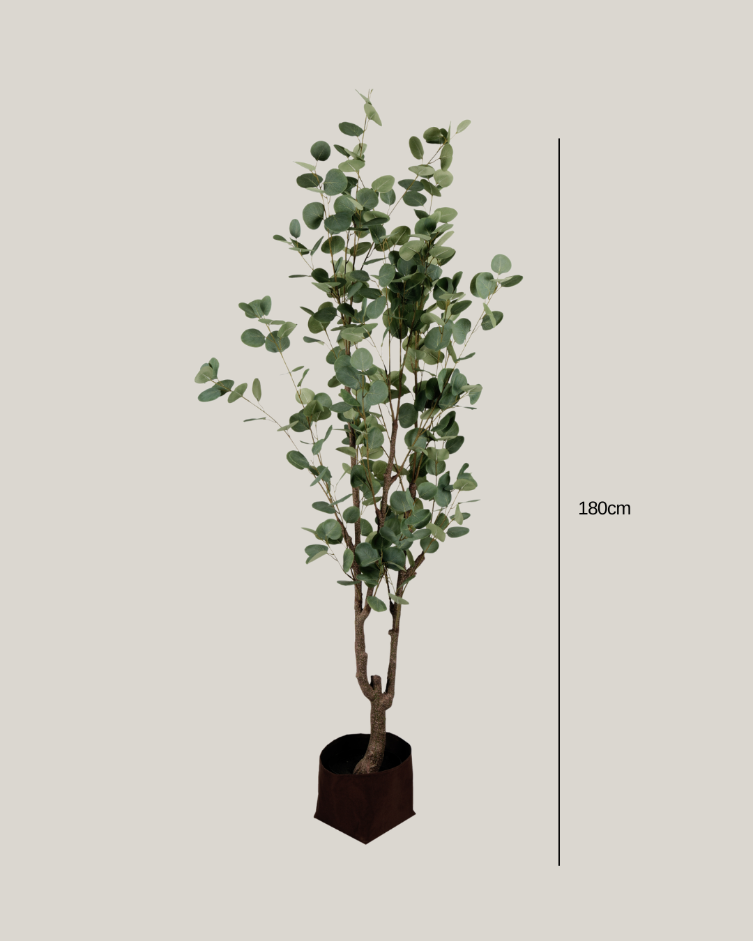 NTT Eucalyptus Tree YF
