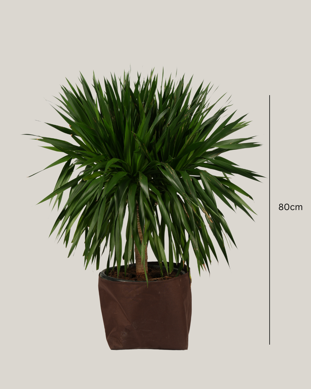 Dracaena Draco