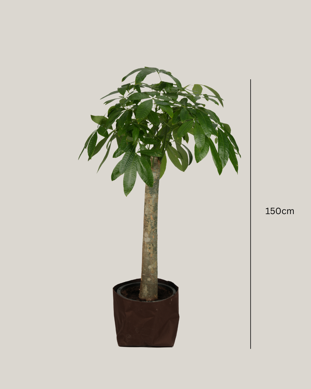 Pachira Aquatica