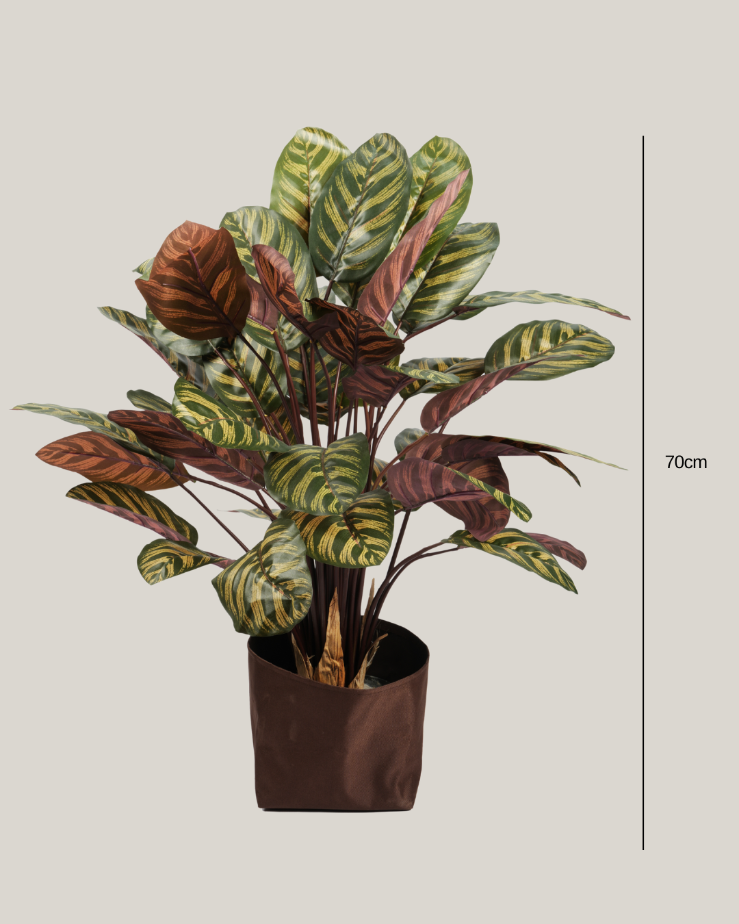 Plants Calathea BA