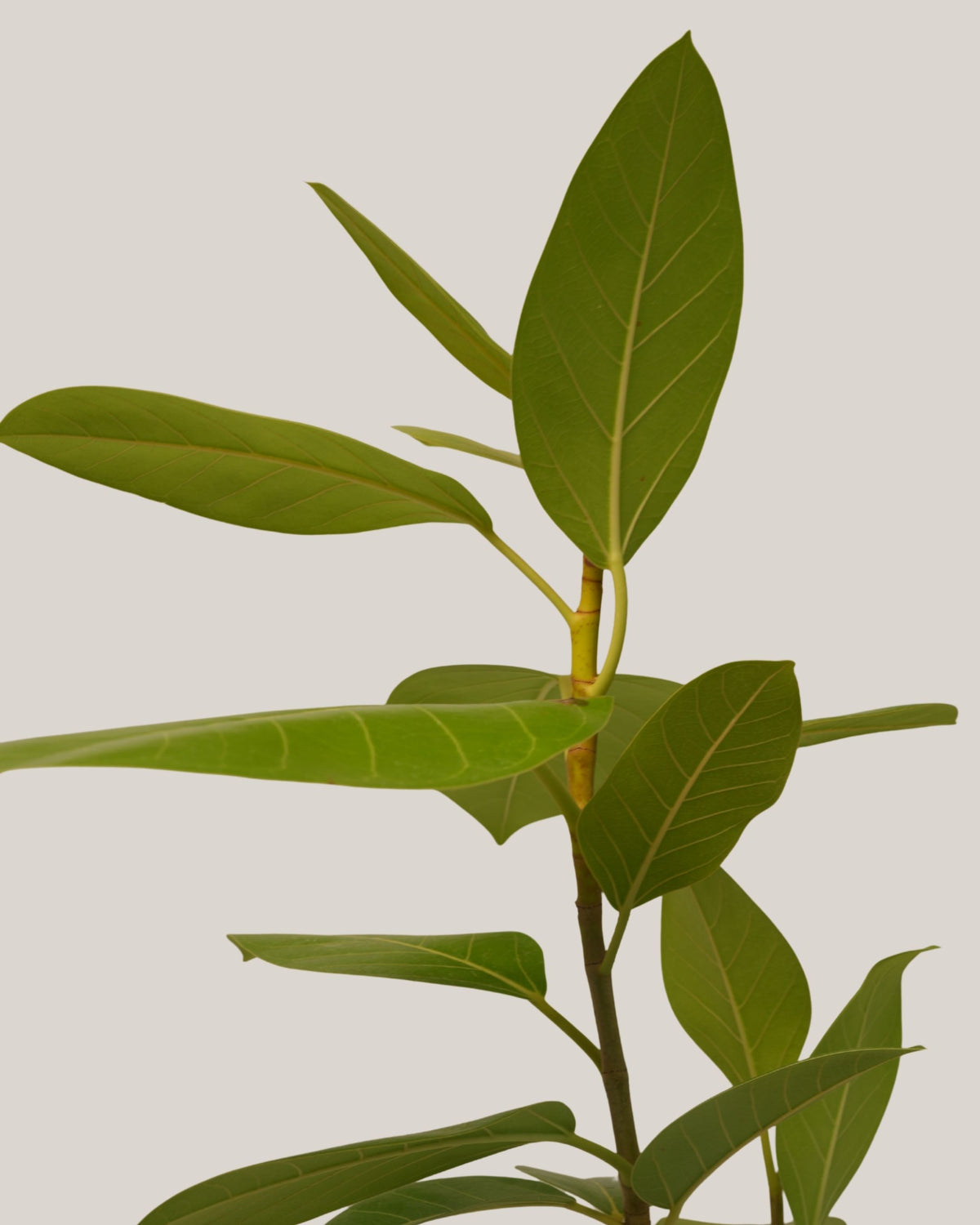 Ficus Altissima