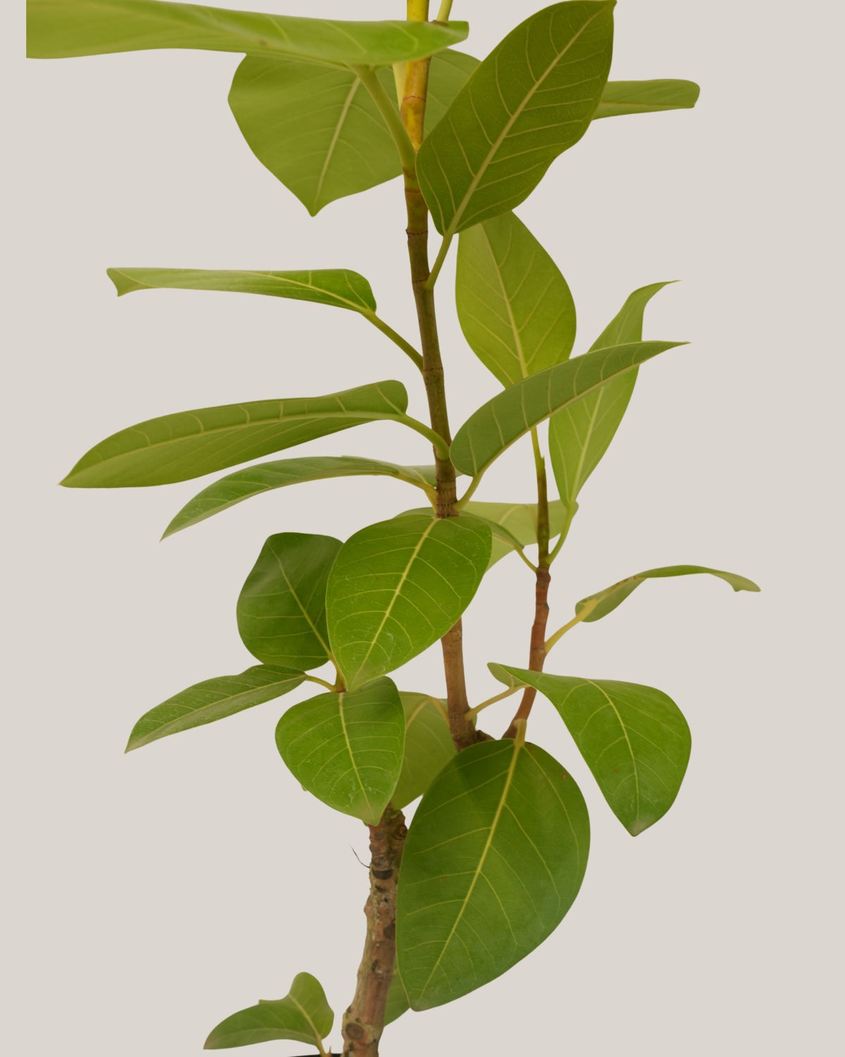 Ficus Altissima
