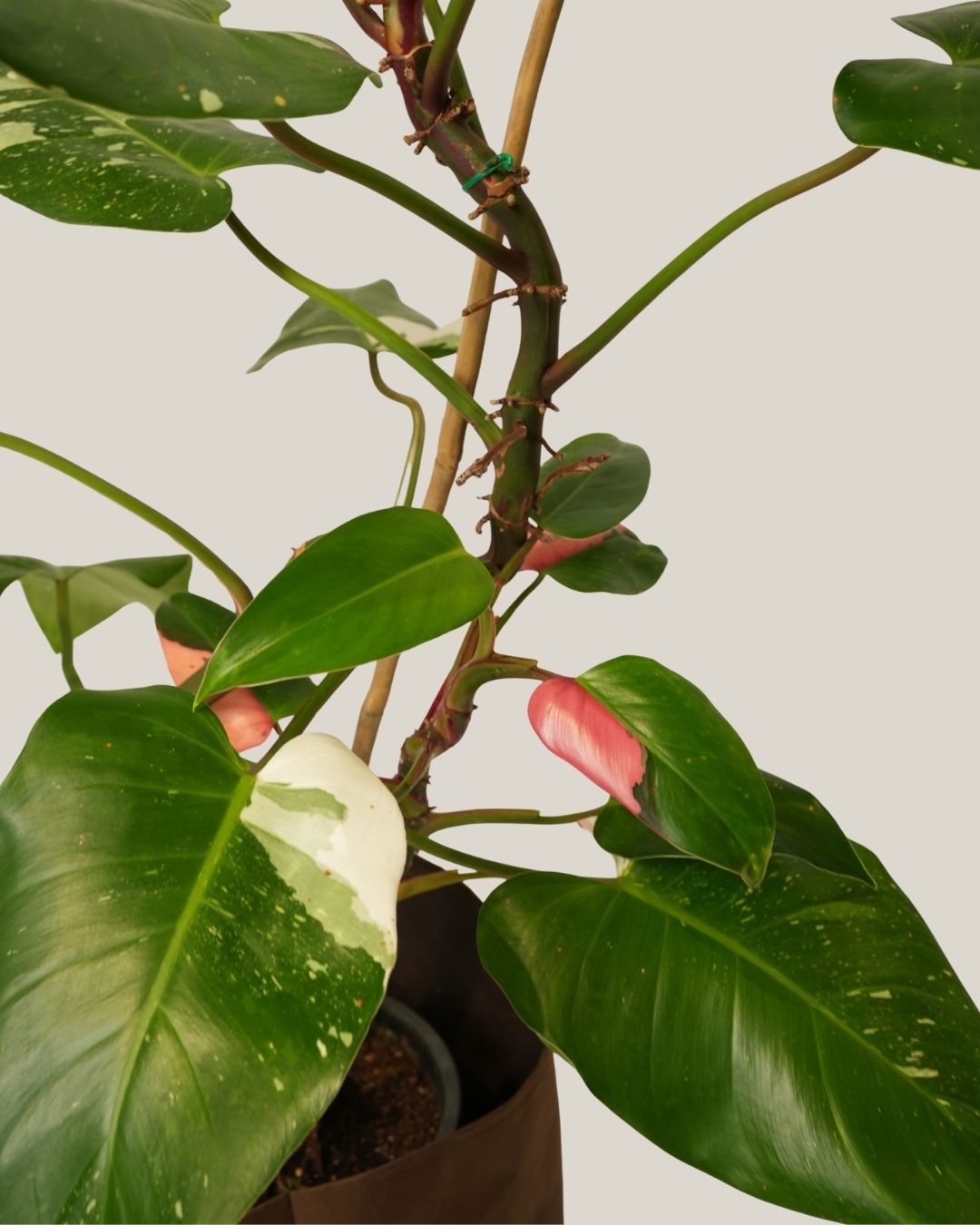 Philodendron Erubescens White Princess