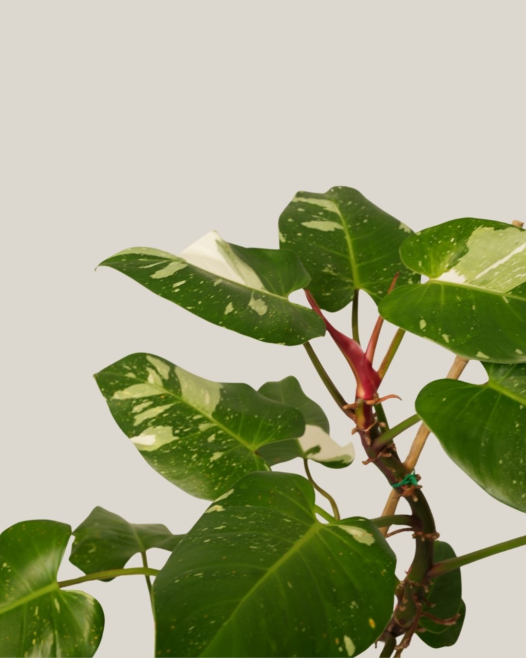 Philodendron Erubescens White Princess