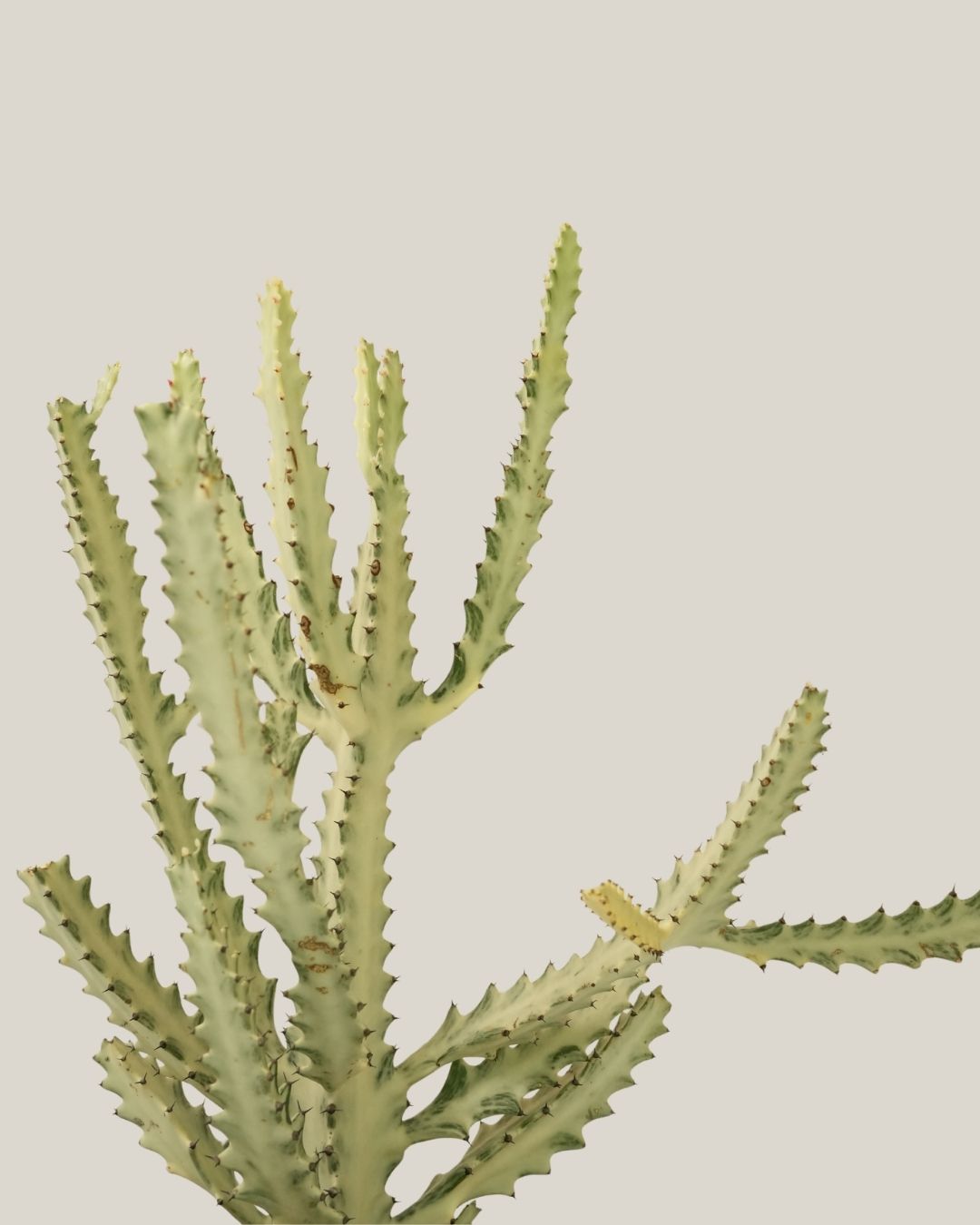 Cactus Silver