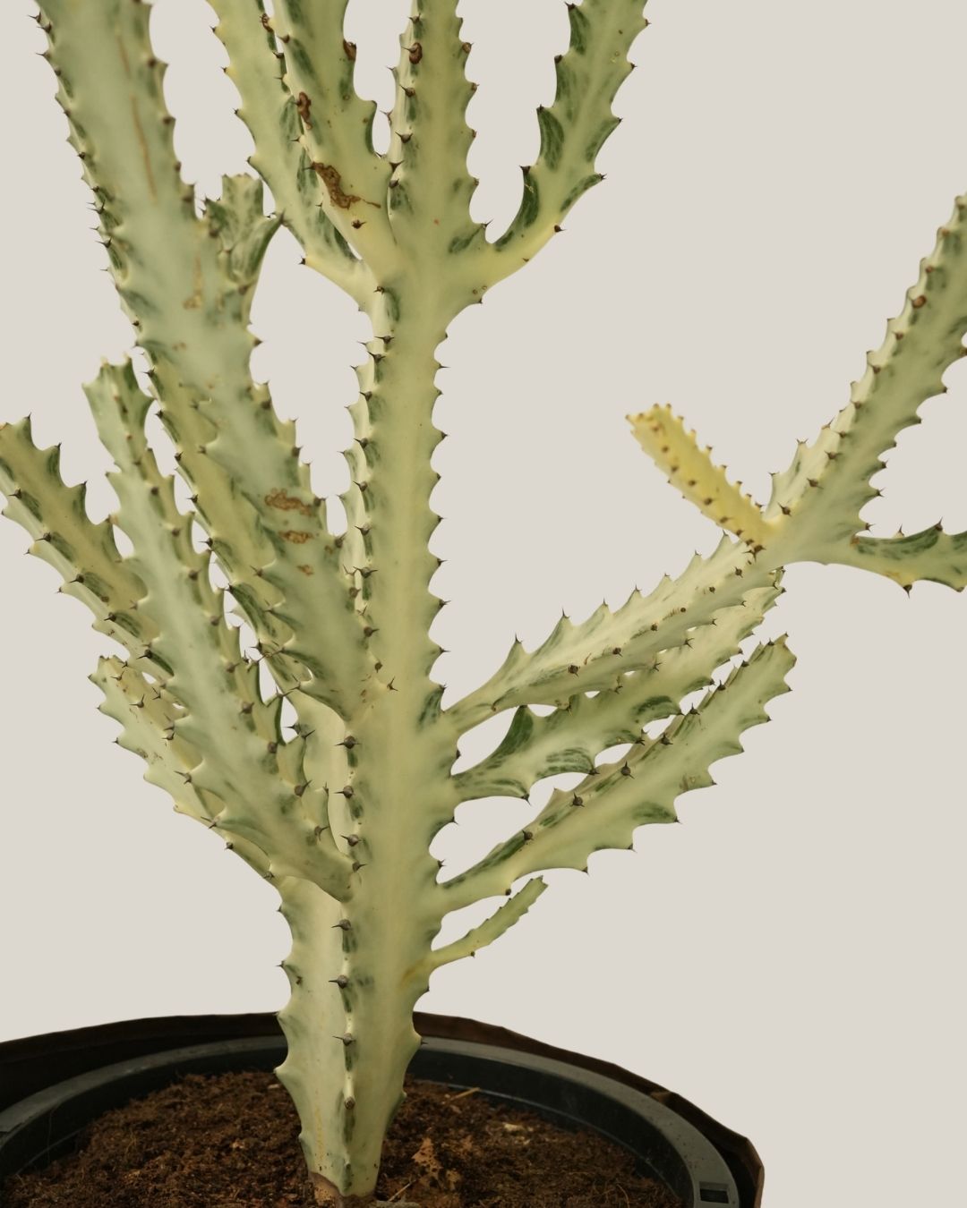 Cactus Silver