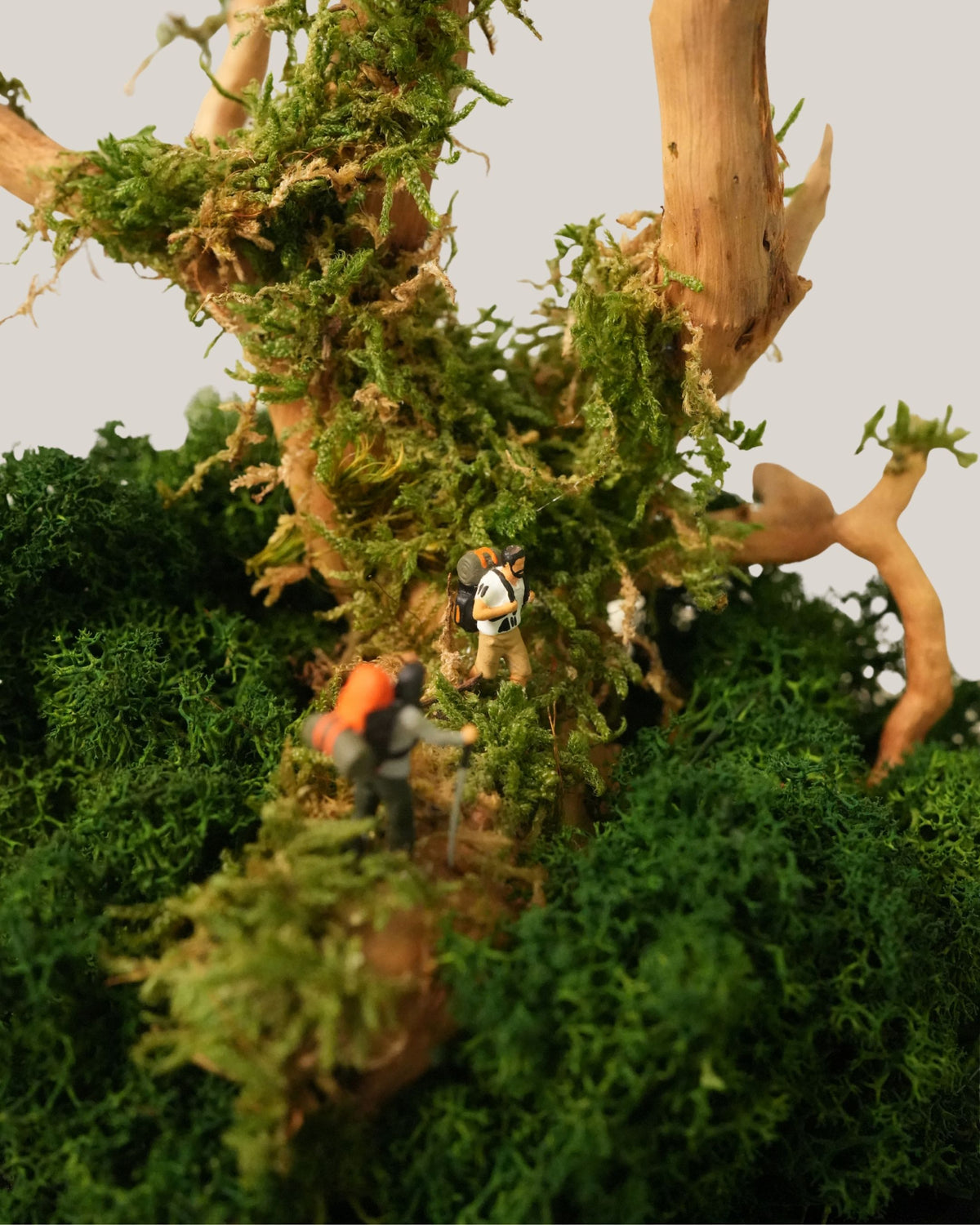 Woodland Expedition