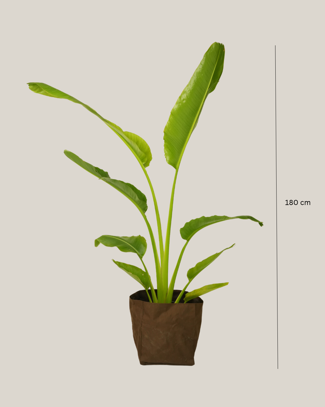Ravenala Madagascariensis