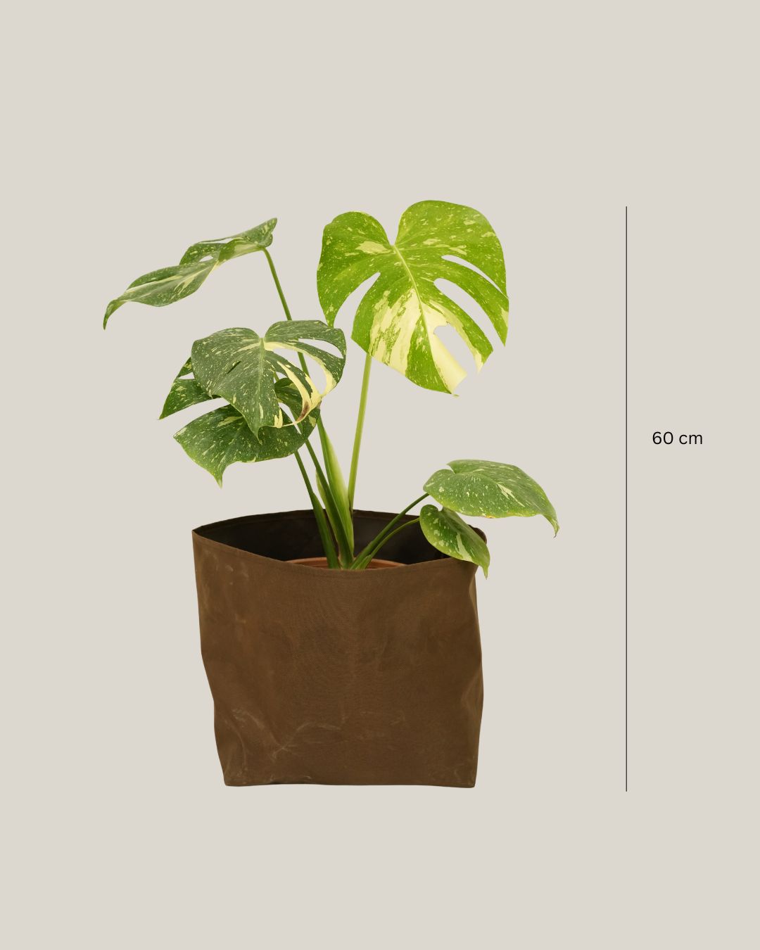 Monstera Milky Way