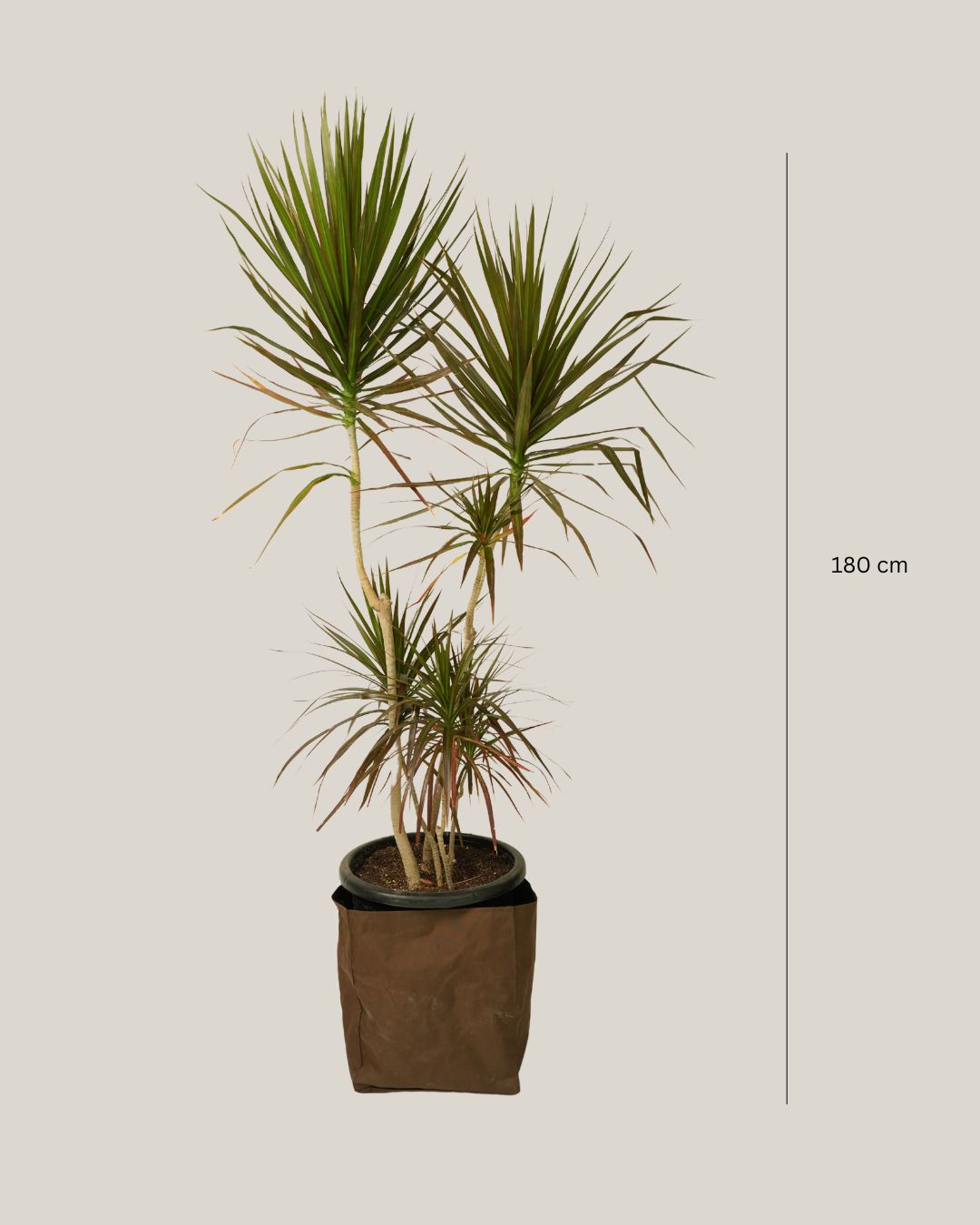 Dracaena Marginata