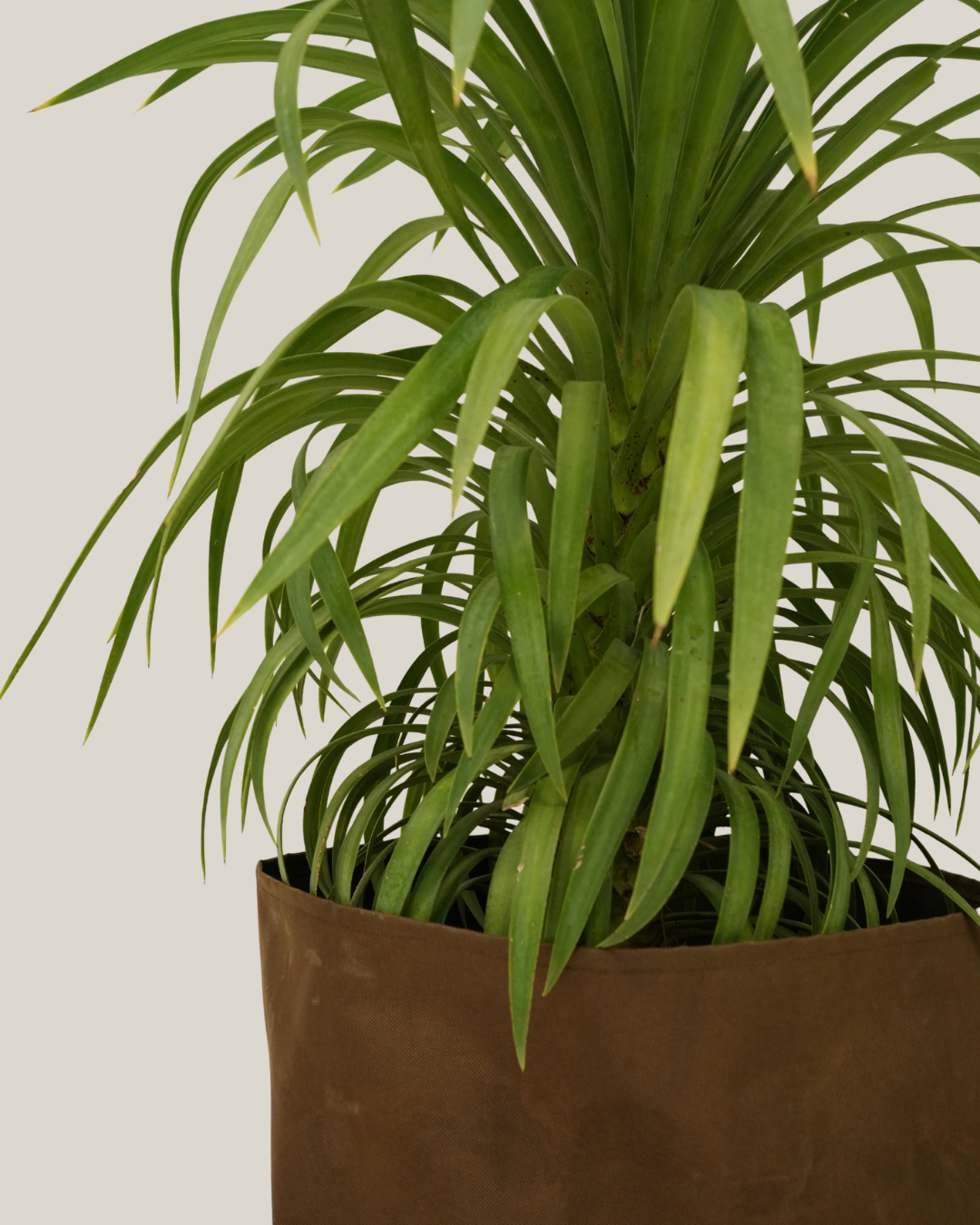 Yucca Desmetiana