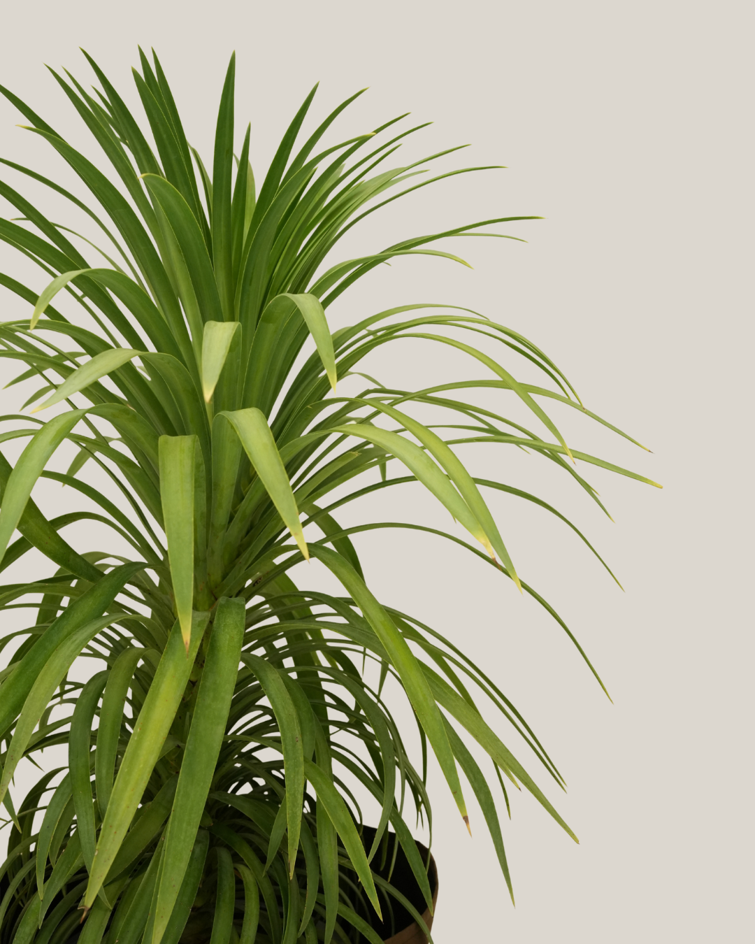 Yucca Desmetiana