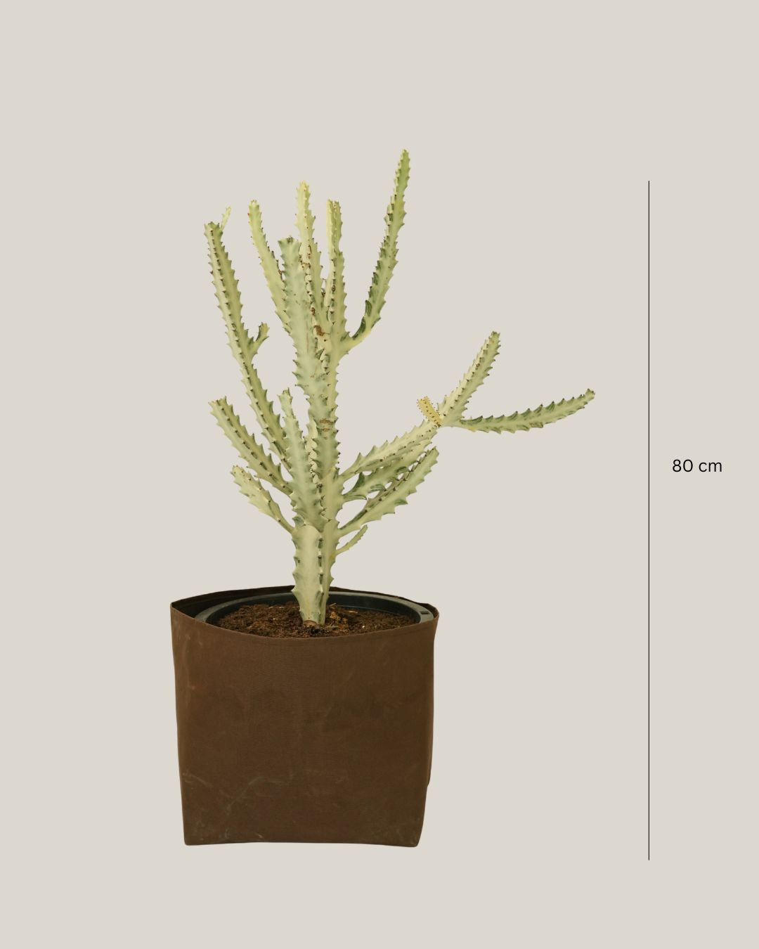 Cactus Silver