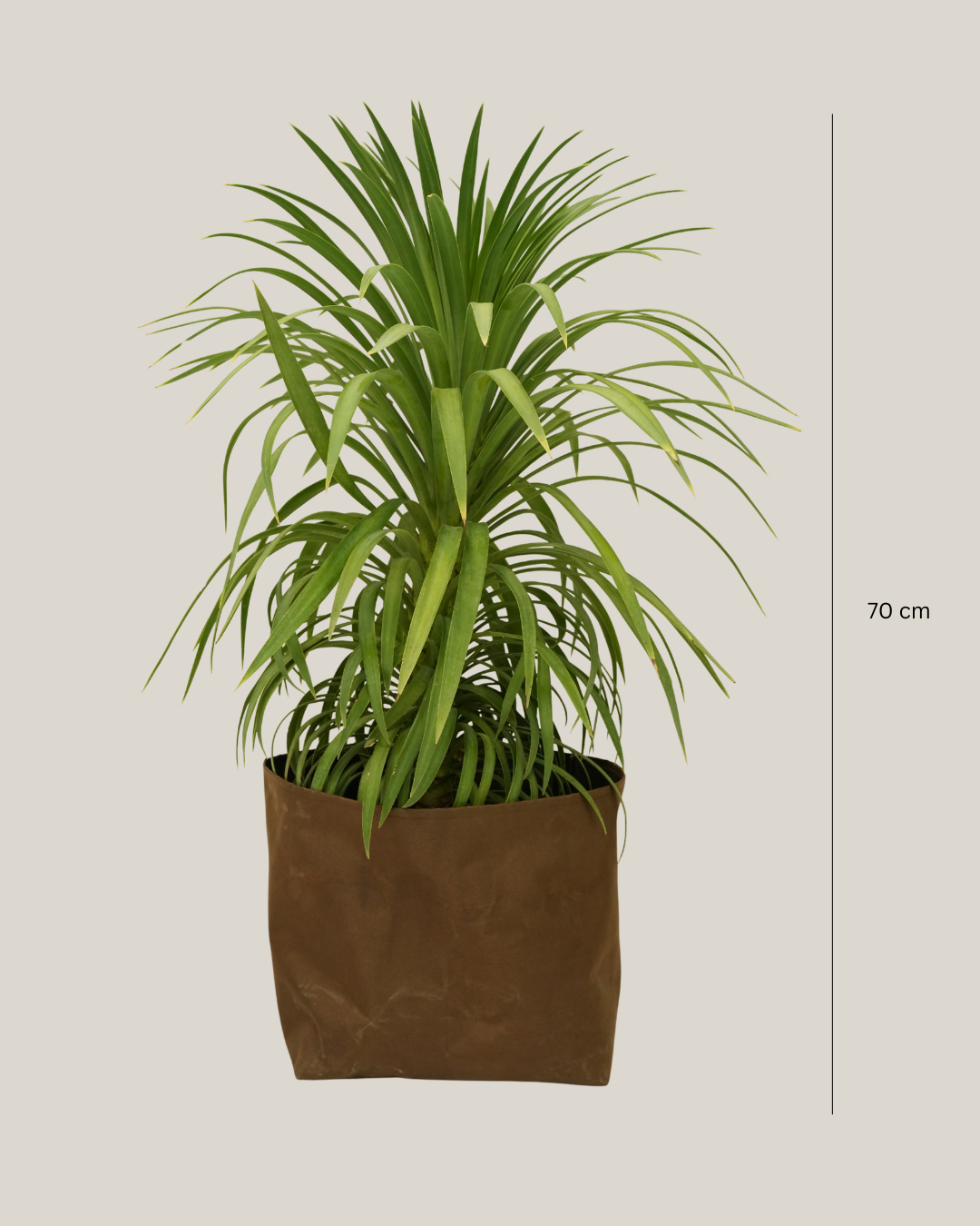 Yucca Desmetiana