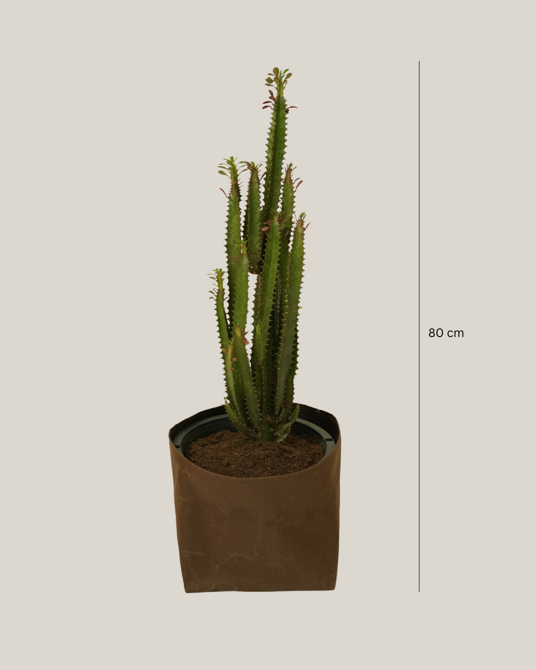 Cactus Bushy