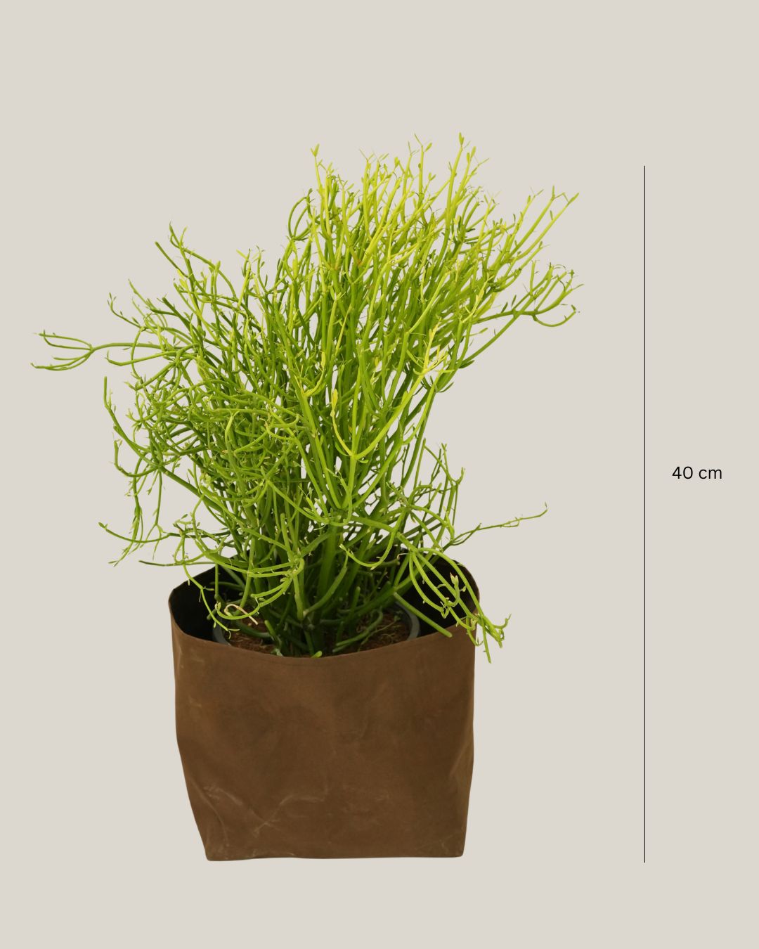 Euphorbia Alluaudii