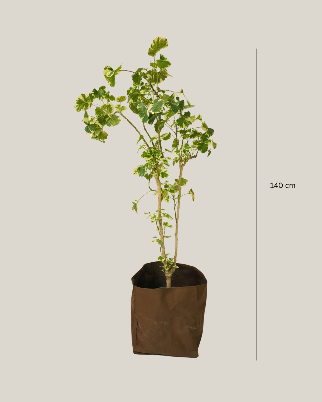 Polyscias Balfouriana