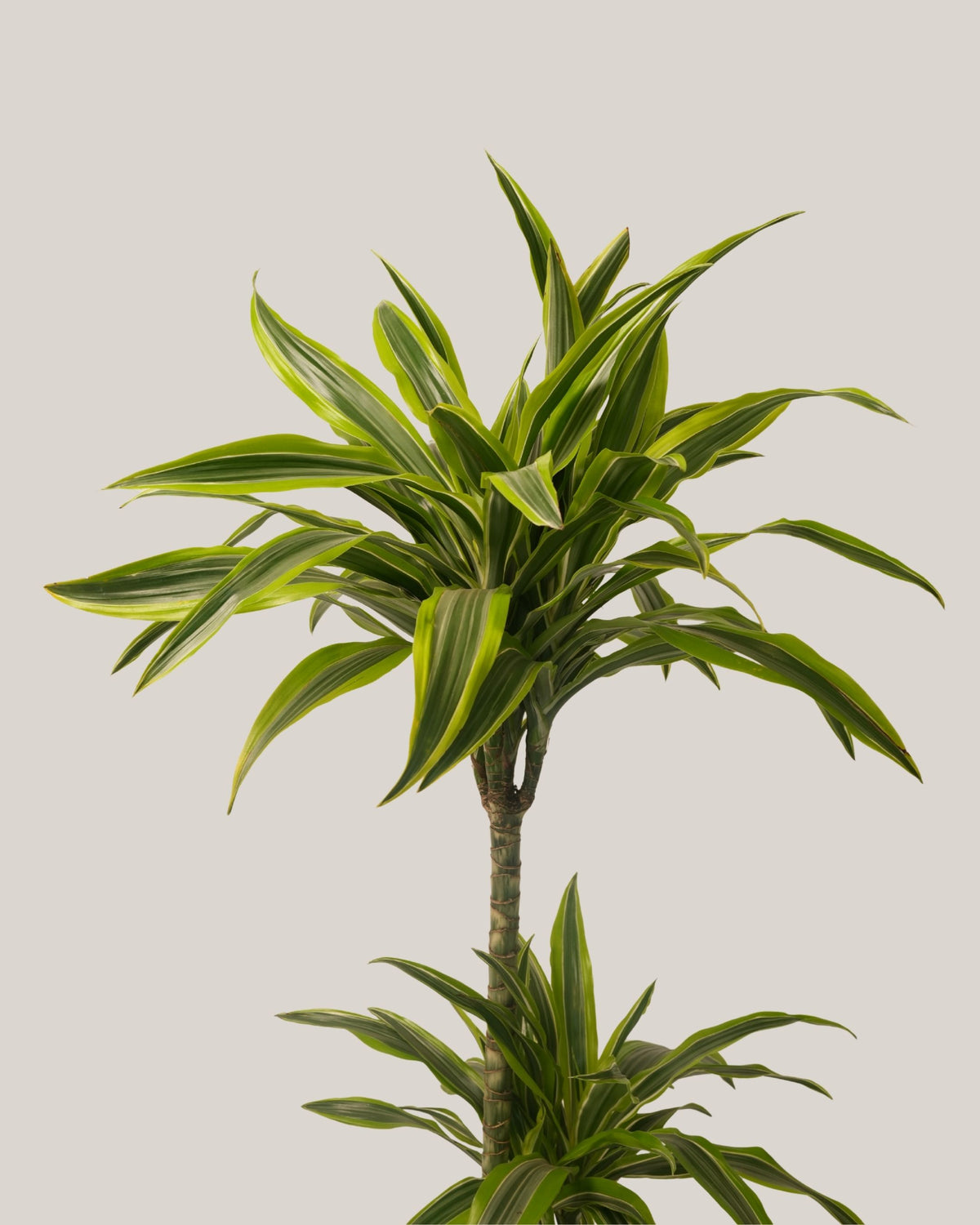Dracaena Lemon Lime 3pp