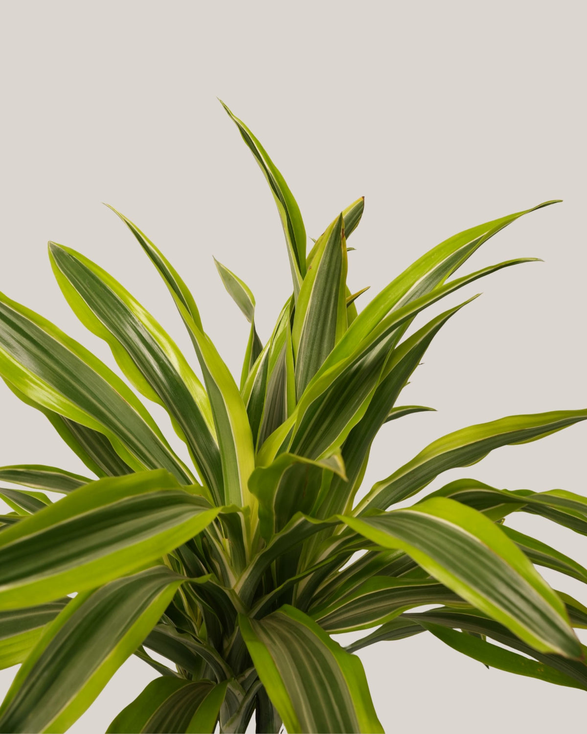 Dracaena Lemon Lime 3pp