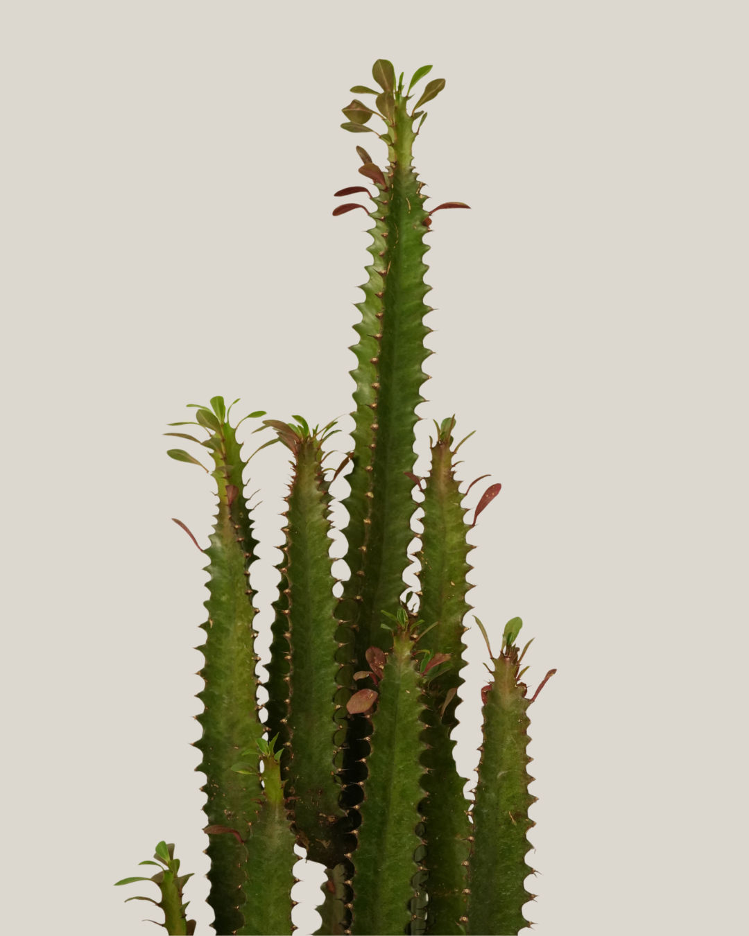 Cactus Bushy