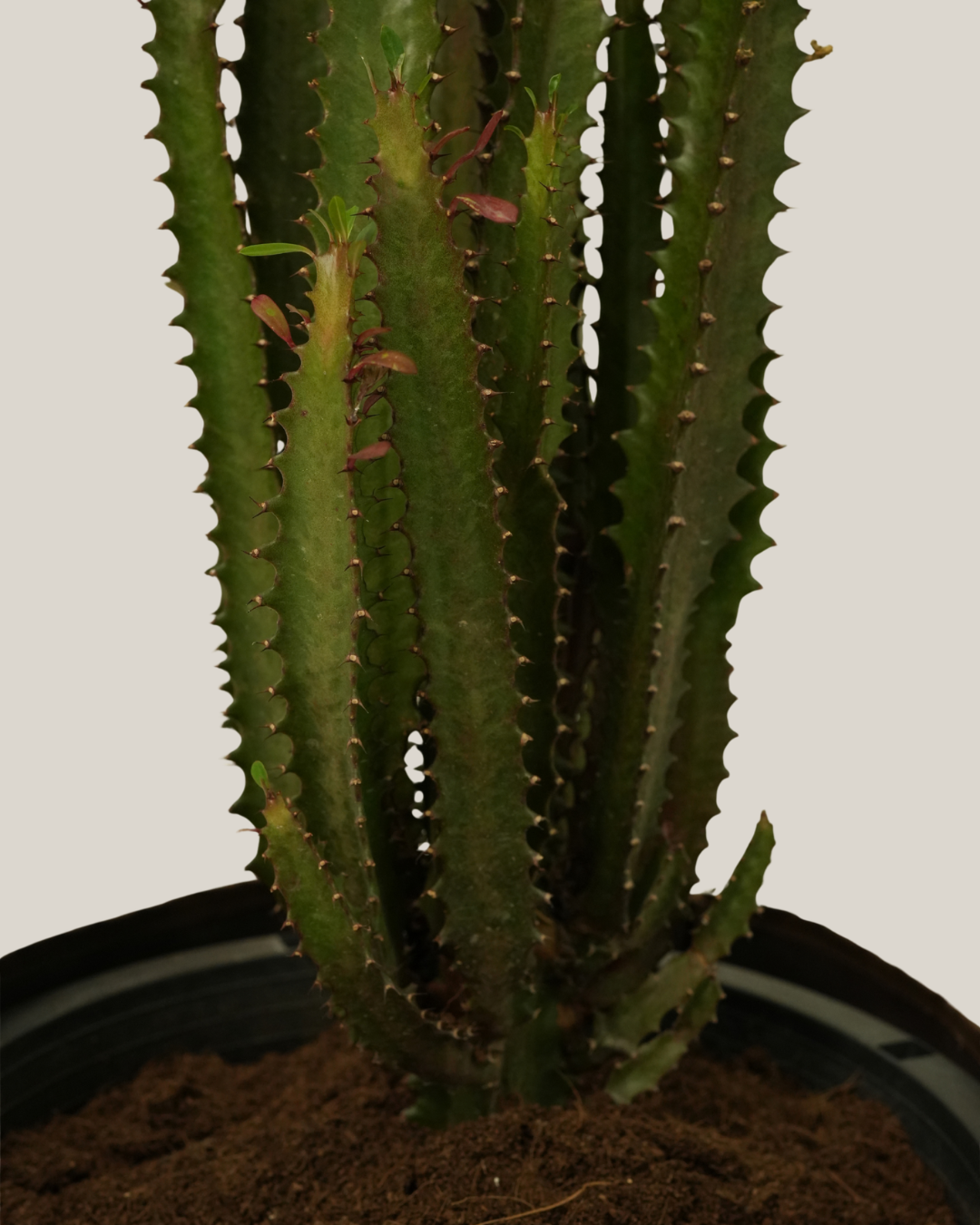 Cactus Bushy