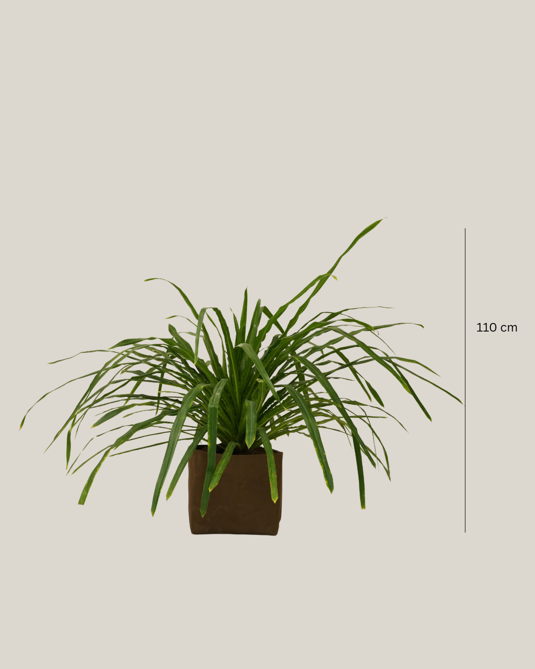 Pandanus Amarylifolius