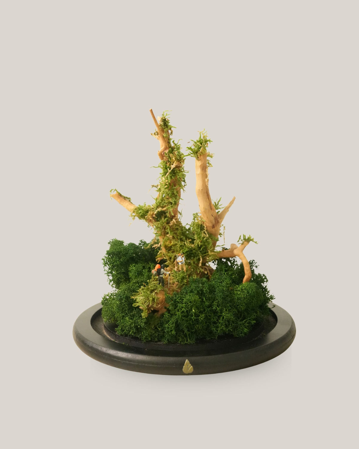 Woodland Expedition
