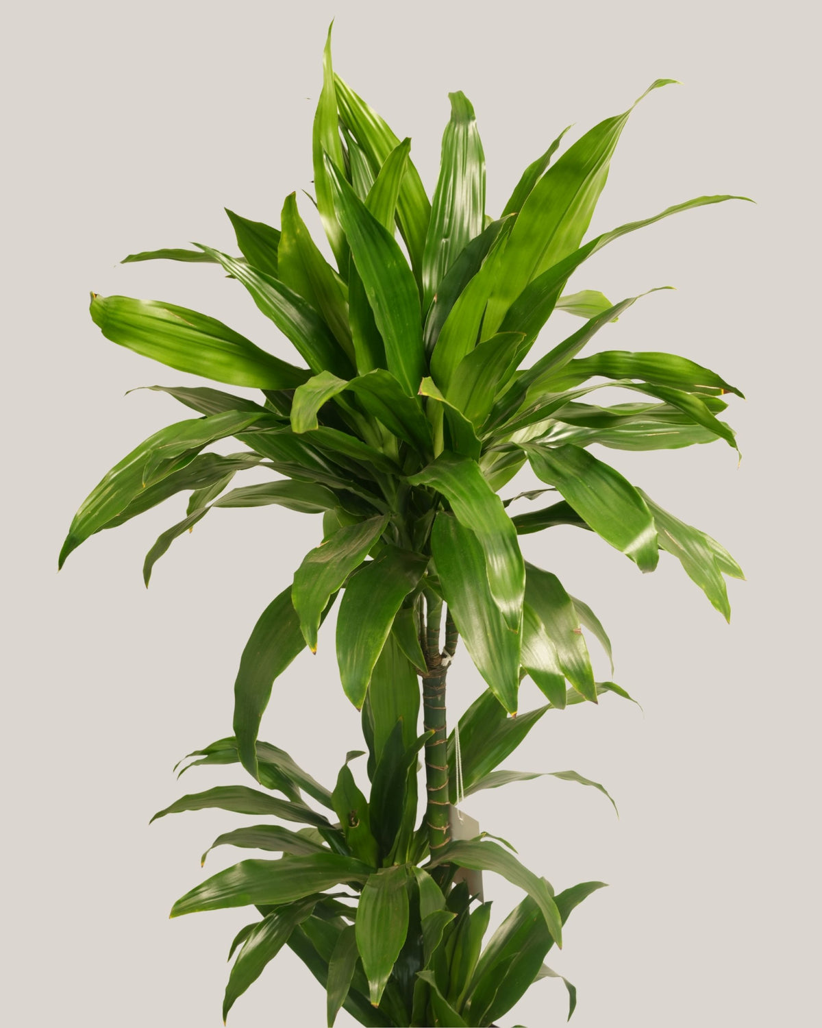 Dracaena Janet 3pp