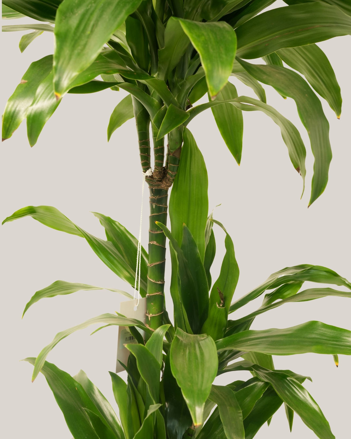 Dracaena Janet 3pp
