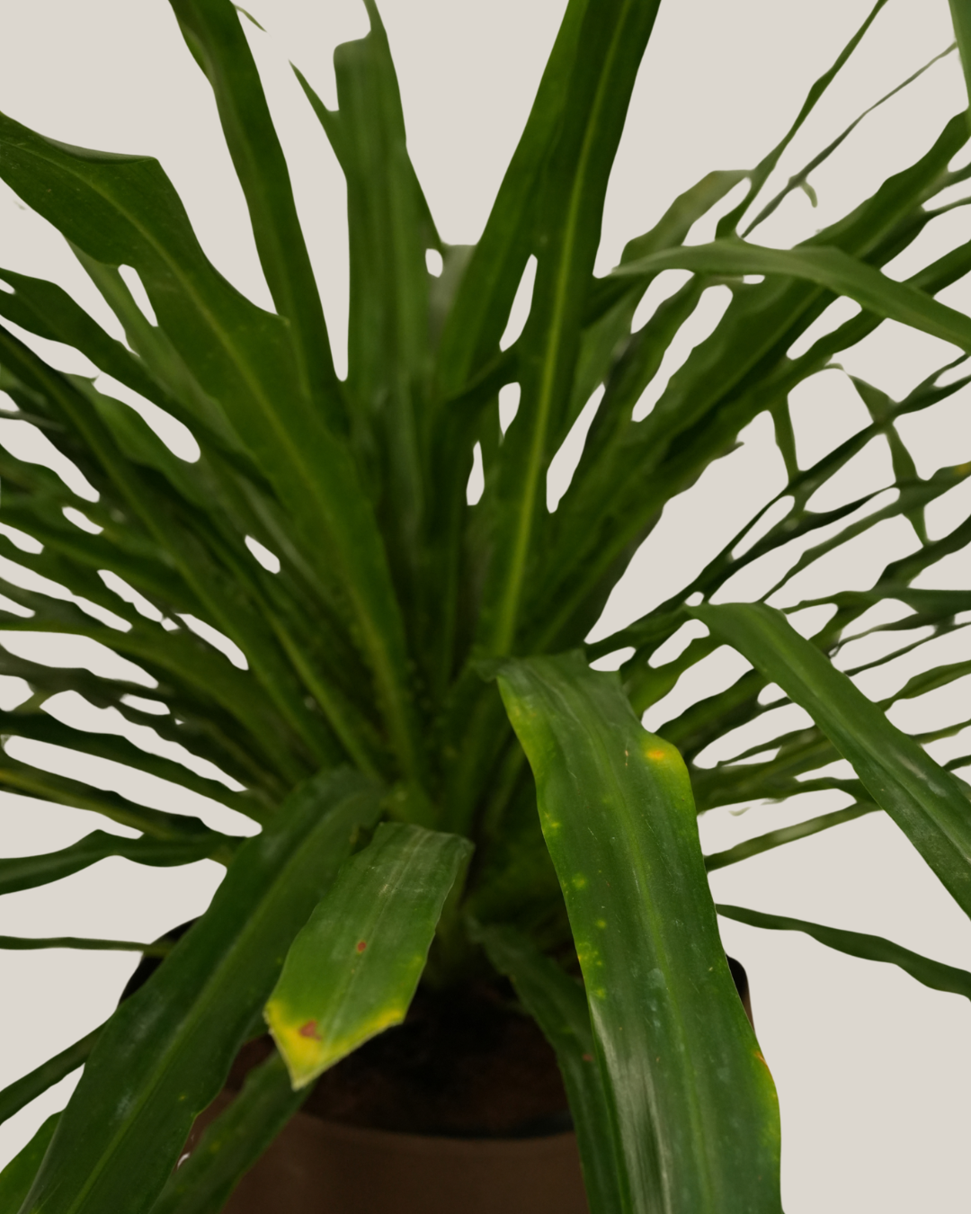 Pandanus Amarylifolius